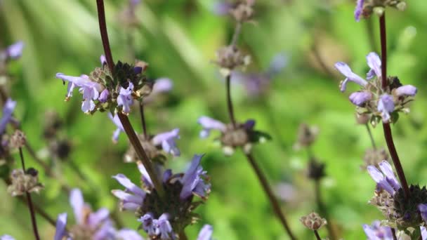 Black Sage Salvia Mellifera Показує Весняні Квіти Горах Санта Моніки — стокове відео