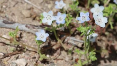 Menzies Bebek Mavi Gözler, Nemophila Menziesii, Santa Monica Dağları 'nda bahar çiçekleri sergiliyor. Yalnız simüloz infloresansları olan doğal bir tekdüze bitki..