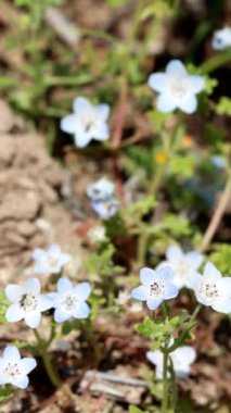 Menzies Bebek Mavi Gözler, Nemophila Menziesii, Santa Monica Dağları 'nda bahar çiçekleri sergiliyor. Yalnız simüloz infloresansları olan doğal bir tekdüze bitki..