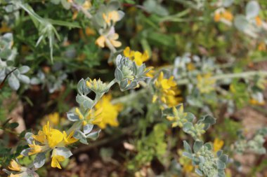 Gümüş Nilüfer, Acmispon Argophyllus, Santa Monica Dağları 'nda bahar çiçekleri sergileniyor. Uzun ömürlü, yerli, tekdüze bir bitki..