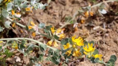 Gümüş Nilüfer, Acmispon Argophyllus, Santa Monica Dağları 'nda bahar çiçekleri sergileniyor. Uzun ömürlü, yerli, tekdüze bir bitki..