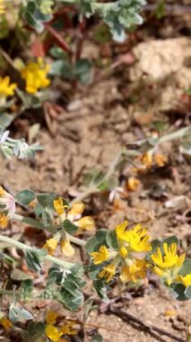 Gümüş Nilüfer, Acmispon Argophyllus, Santa Monica Dağları 'nda bahar çiçekleri sergileniyor. Uzun ömürlü, yerli, tekdüze bir bitki..