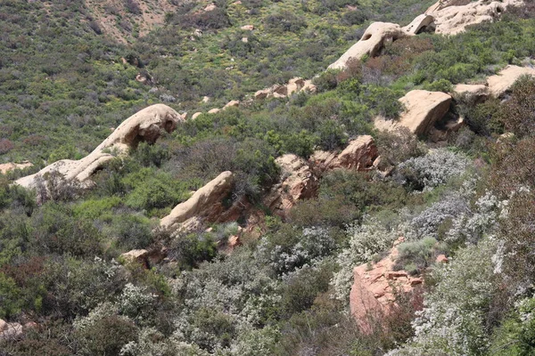 stock image Springtime blooms awaken in the Elfin Forest, also known as Chaparral, a biodiversity hotspot worthy of protection in the Santa Monica Mountains.