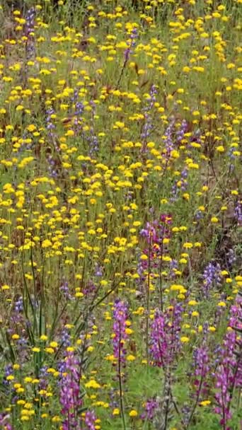 在特殊的季节条件下 圣莫尼卡山区盛开着大量的当地春天野花 — 图库视频影像