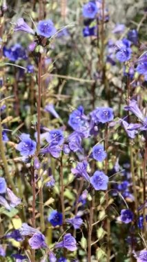 Çan çiçekleri, Phacelia Campanularia Variety Vasiforis, Cottonwood Dağları 'nda bahar çiçekleri sergiliyor, akrep cyme infloresans içeren doğal bir monoklinik bitki..
