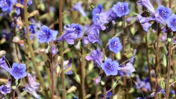 Bluebells Phacelia Campanularia品種Vasiformisは スコピオイド サイムの花序を持つ在来の単斜草であるコットンウッド山脈に春の花を咲かせます — ストック動画