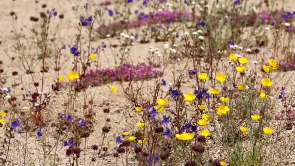 Родные Весенние Полевые Цветы Цветут Угрожающей Засушливой Среде Обитания Горах — стоковое видео