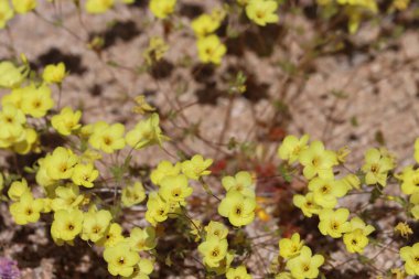 Altın Linanthus, Leptosiphon Chrysanthus Alttürü Chrysanthus, Cottonwood Dağları 'nda bahar çiçekleri sergiliyor. Bu bitki, her yıl, simoz kümesi infloresanslarına sahip tek merkezli bir bitki..