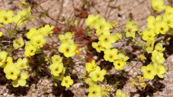 ゴールデンリンアンサス レプトシフォン クリザントス亜種クリザントスでは コットンウッド山脈で春の花を咲かせます — ストック動画