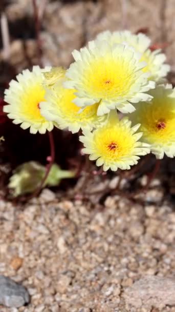 Çöl Karahindiba Malacothrix Glabrata Lkbahar Çiçeklerini Cottonwood Dağları Nda Sergiliyor — Stok video