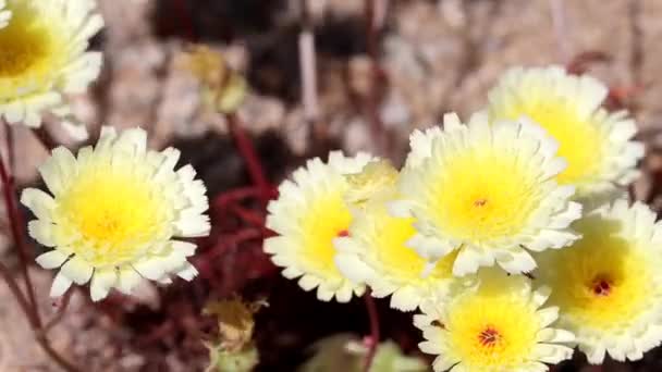 Wüstenlöwenzahn Malacothrix Glabrata Mit Frühlingsblüten Den Cotonwood Mountains Einer Einjährigen — Stockvideo