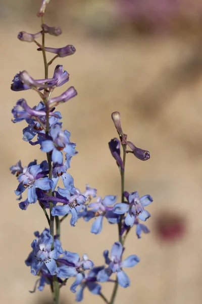 Desert Larkspur Delphinium Parishii Vystavující Jarní Květy Pohoří Cottonwood Nativní — Stock fotografie