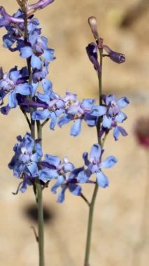 Desert Larkspur, Delphinium Parishii, İlkbahar çiçeklerini Cottonwood Dağları 'nda sergiliyor. Uzun ömürlü bir ottur..