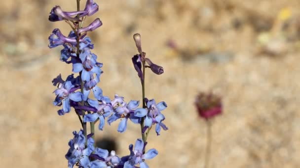 Desert Larkspur Delphinium Parishii Lkbahar Çiçeklerini Cottonwood Dağları Nda Sergiliyor — Stok video