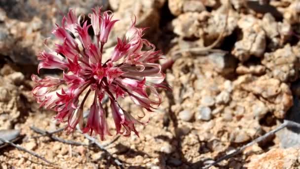 Cebolla Parroquial Allium Parishii Mostrando Flores Primaverales Las Montañas Cottonwood — Vídeos de Stock