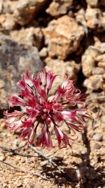 Oignon Paroissial Allium Parishii Montrant Des Fleurs Printanières Dans Les — Video