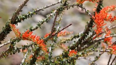 Ocotillo, Fouquieria Splendens, Borrego Vadisi Çölü 'nde bahar çiçekleri sergiliyor. Uzun ömürlü, tekdüze bir ağaç çalısı..