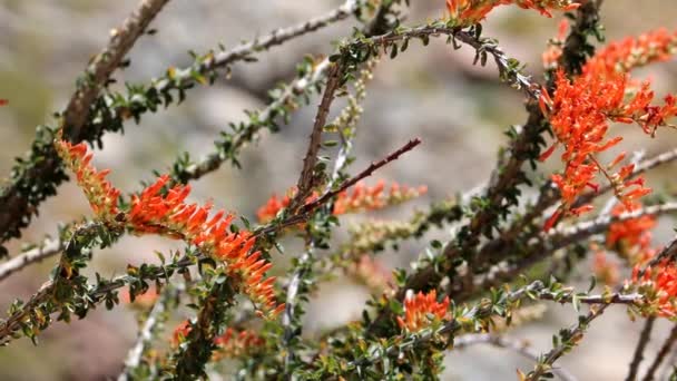 Ocotillo Fouquieria Splendens 春天在Borrego山谷沙漠盛开 这是一种原产于当地的多年生单斜的新月形灌木 具总状花序花序 — 图库视频影像