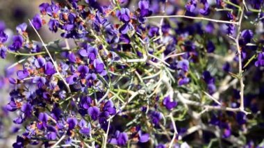 Schott Indigo Bush, Psorothamnus Schottii, Borrego Vadisi Çölü 'nde bahar çiçekleri sergiliyor. Uzun ömürlü, ırk infloresanslarıyla tek yıllık yerli bir çalılık..