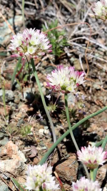Serpentine Onion Allium Diabolense Zeigt Frühlingsblüher Den San Rafael Mountains — Stockvideo