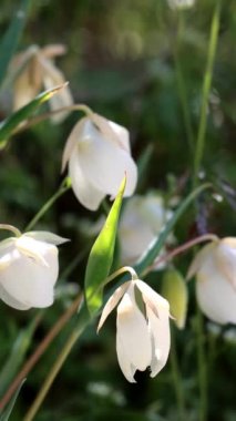 Beyaz Küre Lily, Calochortus Albus, San Rafael Dağları 'nda bahar çiçekleri sergiliyor. Uzun ömürlü, tekdüze bir bitki..