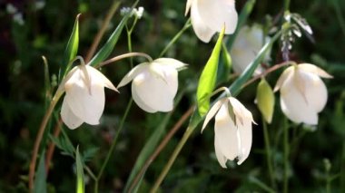 Beyaz Küre Lily, Calochortus Albus, San Rafael Dağları 'nda bahar çiçekleri sergiliyor. Uzun ömürlü, tekdüze bir bitki..