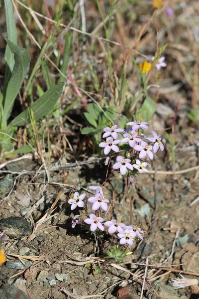 Değişken Linanthus, Leptosiphon Parviflorus, San Rafael Dağları 'nda bahar çiçekleri sergiliyor. Simoz başlı, doğal, tekdüze bir bitki..