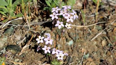 Değişken Linanthus, Leptosiphon Parviflorus, San Rafael Dağları 'nda bahar çiçekleri sergiliyor. Simoz başlı, doğal, tekdüze bir bitki..
