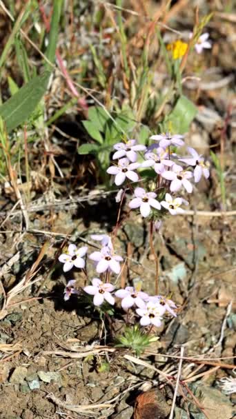 Variabilní Linanthus Leptosiphon Parviflorus Vystavující Jarní Květy Horách San Rafael — Stock video