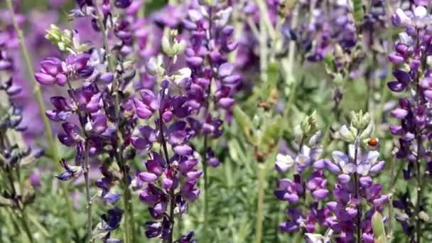 Cespuglio Argento Lupine Lupinus Albifrons Variety Albifrons Che Mostra Fioriture — Video Stock