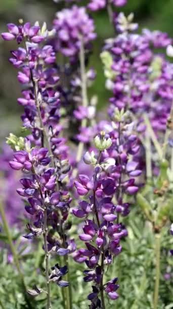 Cespuglio Argento Lupine Lupinus Albifrons Variety Albifrons Che Mostra Fioriture — Video Stock