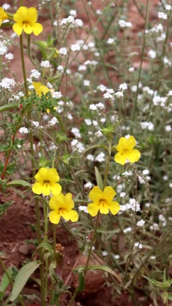 Weithalsblume Diplacus Brevipes Eine Einheimische Einjährige Pflanze Die Frühling Den — Stockvideo
