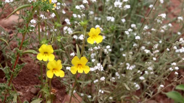 Weithalsblume Diplacus Brevipes Eine Einheimische Einjährige Pflanze Die Frühling Den — Stockvideo