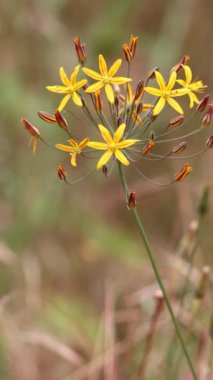 Altın Yıldız, Bloomeria Crocea, Santa Monica Dağları 'nda ilkbahar aylarında simoz umbel infloresans gösteren kalıcı bir bitki..