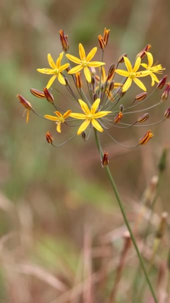 Goldenstar Bloomeria Crocea Native Perennial Monoclinous Herb Displaying Cymose Umbel — Stock Video