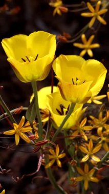 Kulüp kılı Mariposa Lily, Calochortus Clavatus, Santa Monica Dağları 'nda ilkbaharda cyme inflorescences sergilenen uzun ömürlü bir bitki..