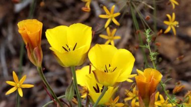 Kulüp kılı Mariposa Lily, Calochortus Clavatus, Santa Monica Dağları 'nda ilkbaharda cyme inflorescences sergilenen uzun ömürlü bir bitki..