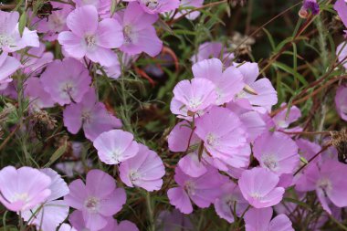 Hill Fairyfan, Clarkia Bottae, Santa Monica Dağları 'nda bahar zamanı ırkımı gösteren geleneksel, tekdüze bir bitki türü..