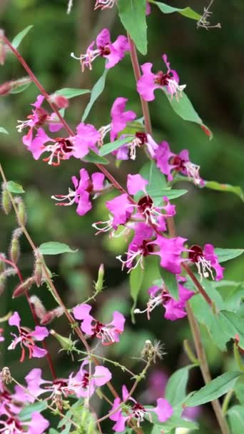 Elegant Garland Clarkia Unguiculata Native Annual Monoclinous Herb Displaying Racemose — стоковое видео