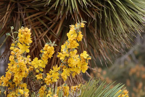 California Fremontia Fremontodendron Californicum Native Perennial Monoclinous Woody Shrub Displaying — Stock Photo, Image