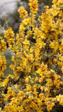 California Fremontia, Fremontodendron Californicum, San Bernardino Dağları 'nda ilkbahar aylarında tek taraflı simoz infloresans sergiliyor..
