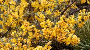 California Fremontia, Fremontodendron Californicum, San Bernardino Dağları 'nda ilkbahar aylarında tek taraflı simoz infloresans sergiliyor..