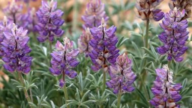 Kümelenmiş Tidy Lupine, Lupinus Lepidus Variety Confertus, San Bernardino Dağları 'ndaki ilkbaharda ölümcül yarış bilgilerini sergileyen daimi bir bitki türü..