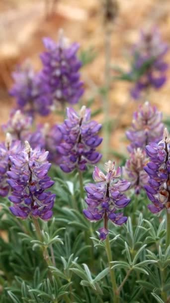 在圣贝纳迪诺山脉 丛生的Tidy Lupine Lupinus Lepidus Variety Confertus是一种原产于当地的多年生单斜草本植物 春季表现出总状花序的花序 — 图库视频影像