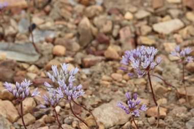 Parry Fringed Onion, Allium Parryi, San Bernardino Dağları 'ndaki ilkbahar aylarında simüloz infloresans sergiliyor..