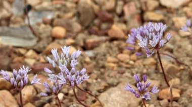 Parry Fringed Onion, Allium Parryi, San Bernardino Dağları 'ndaki ilkbahar aylarında simüloz infloresans sergiliyor..