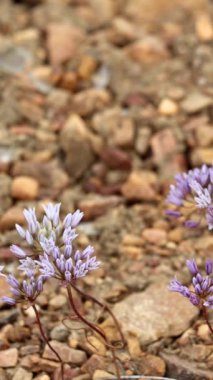 Parry Fringed Onion, Allium Parryi, San Bernardino Dağları 'ndaki ilkbahar aylarında simüloz infloresans sergiliyor..