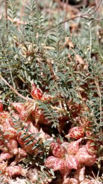 Big Bear Milkvetch, Astragalus Lentiginosus Variety Sierrae, San Bernardino Dağları 'nda baharda gagalanmış gagalı yumurtalık kapsülü meyveleri sergileyen kalıcı bir bitki türü..
