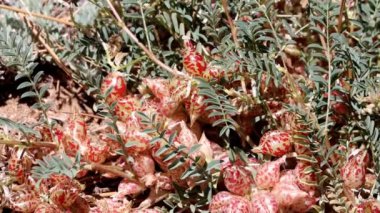Big Bear Milkvetch, Astragalus Lentiginosus Variety Sierrae, San Bernardino Dağları 'nda baharda gagalanmış gagalı yumurtalık kapsülü meyveleri sergileyen kalıcı bir bitki türü..