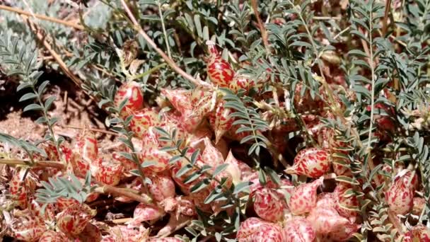 大熊米克韦奇 黄芪属 一种原产于圣贝纳迪诺山脉的多年生单熟食草本植物 春季时长有喙卵形豆荚果 — 图库视频影像